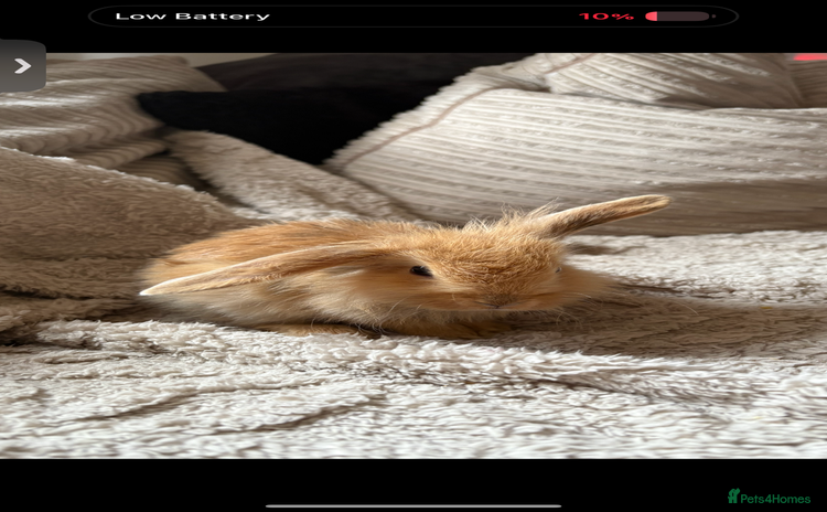 Mini Lop rabbits - Advert 12