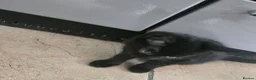 Mixed Breed cats for sale: Four Gorgeous Fluffy Black Kittens 🐈‍⬛🖤 - Advert 25