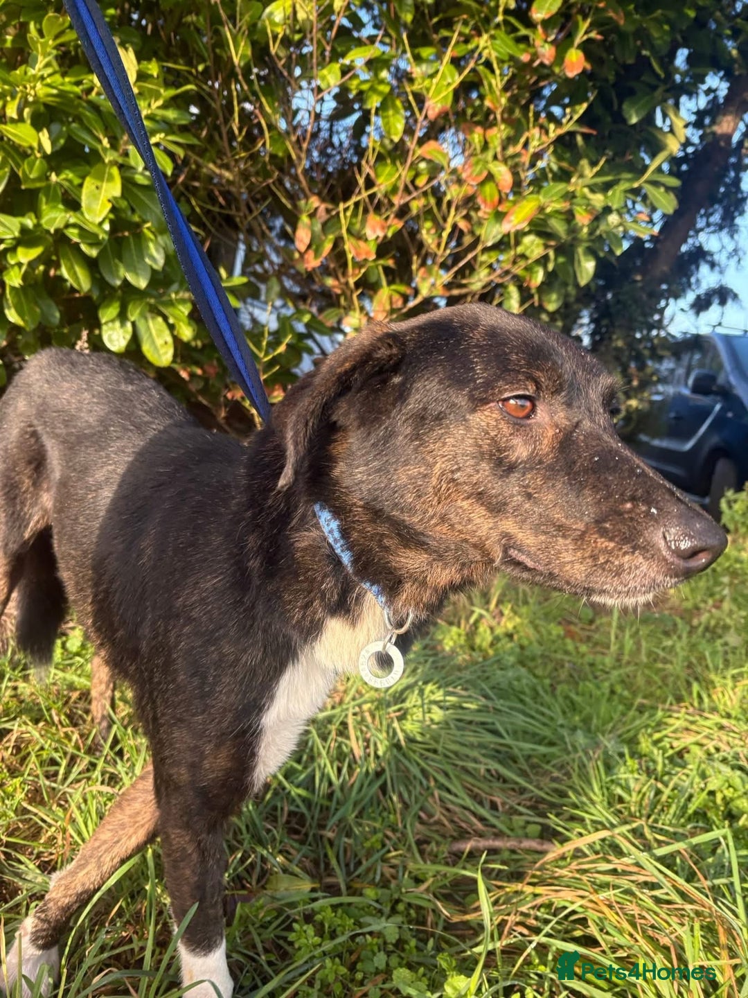 Mixed Breed dogs for adoption: Bonnie (Bokri) Norwich Norfolk  - Advert 4