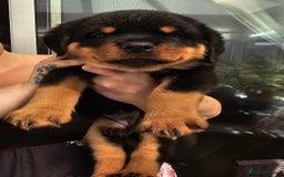 Rottweiler dogs for sale: Superb litter of dual purpose Rottweiler puppies. - Image 14