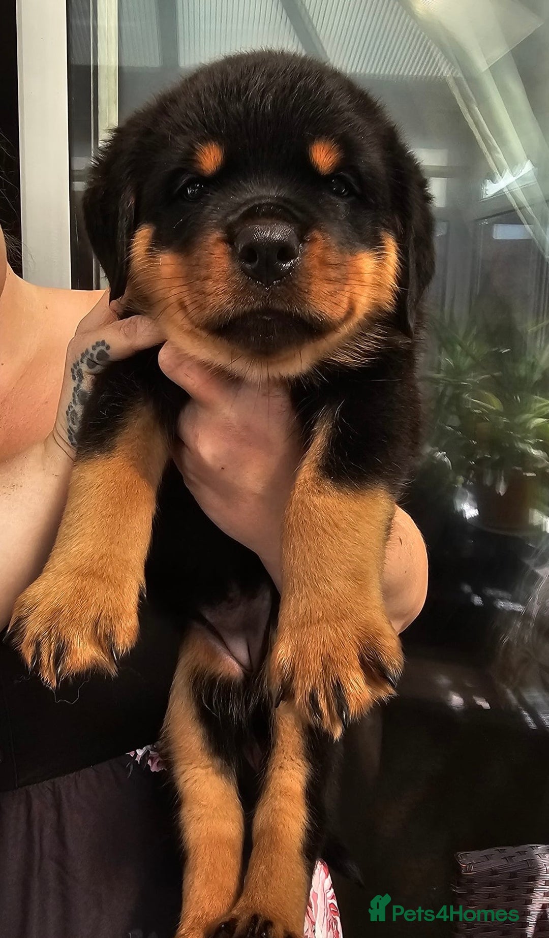 Rottweiler dogs for sale: Superb litter of dual purpose Rottweiler puppies. - Image 14