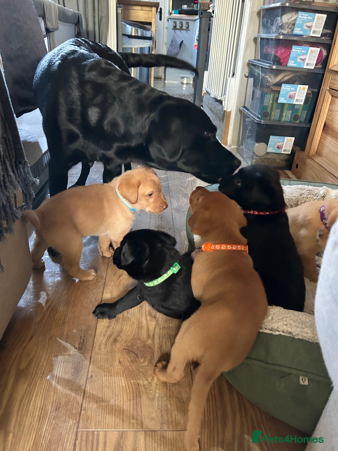 Labrador Retriever dogs for sale: Beautiful Labrador puppies 4 coats colour  - Image 30