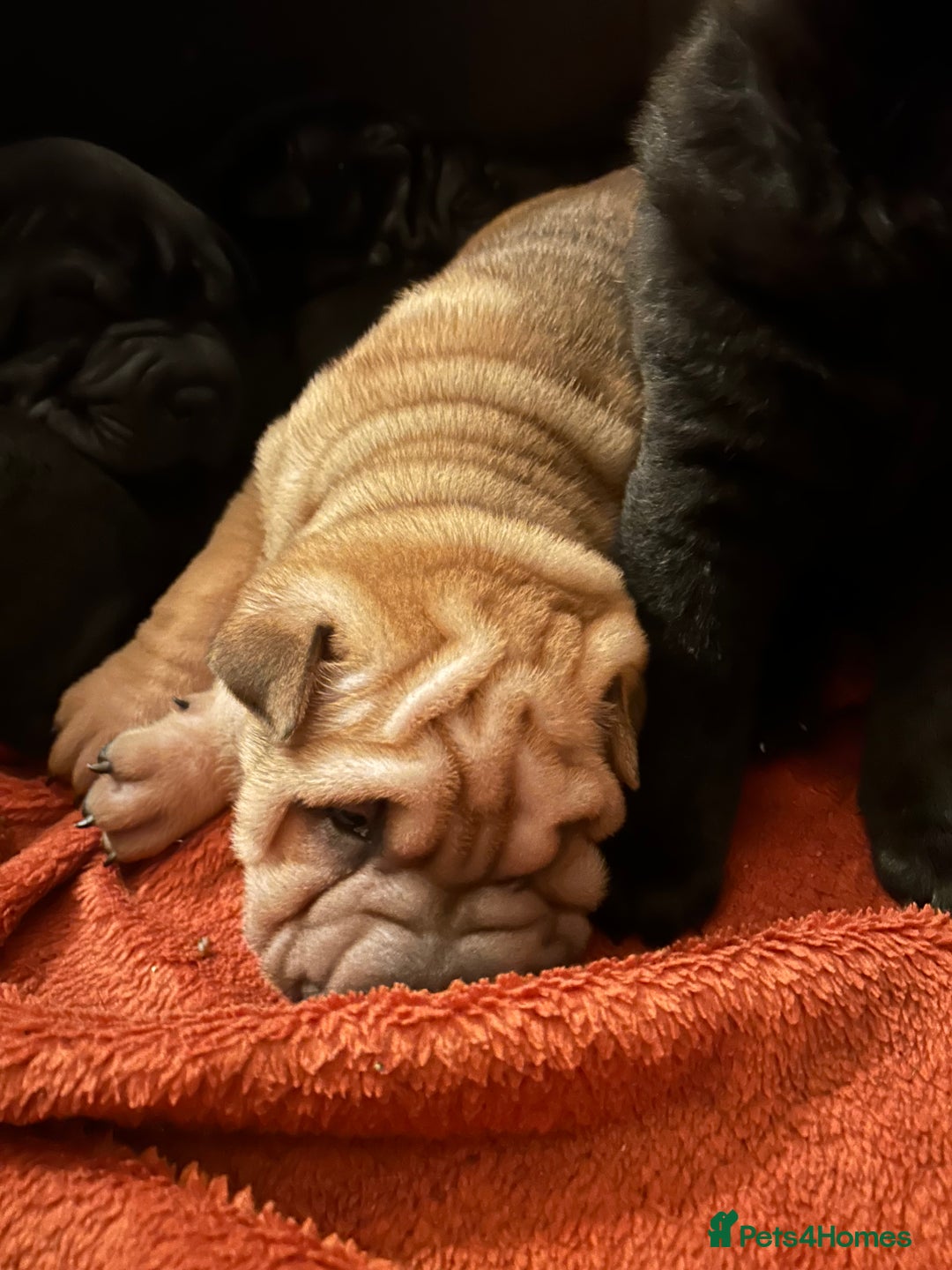 Shar Pei dogs for sale: 2 females 3 males Shar pei pups - Image 7