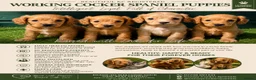 Cocker Spaniel dogs for sale: Stunning KC reg and fully health tested  - Advert 3