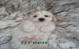 Zuchon dogs for sale: Bichon Frise puppy for sale  - Image 18