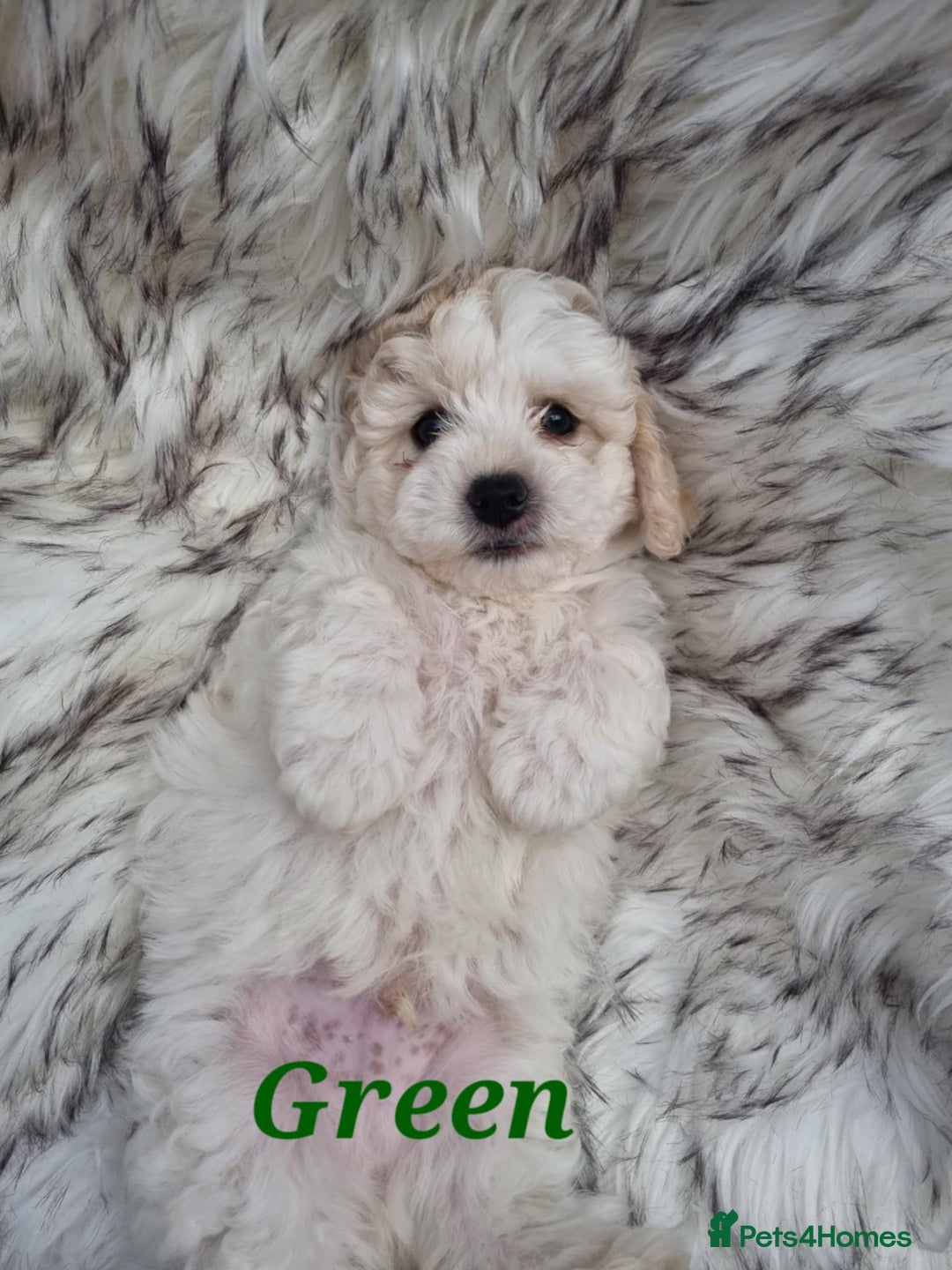 Zuchon dogs for sale: Bichon Frise puppy for sale  - Image 18