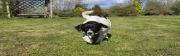 Mixed Breed dogs for adoption: ANGEL by name & nature - new videos added 13/3 - Advert 13