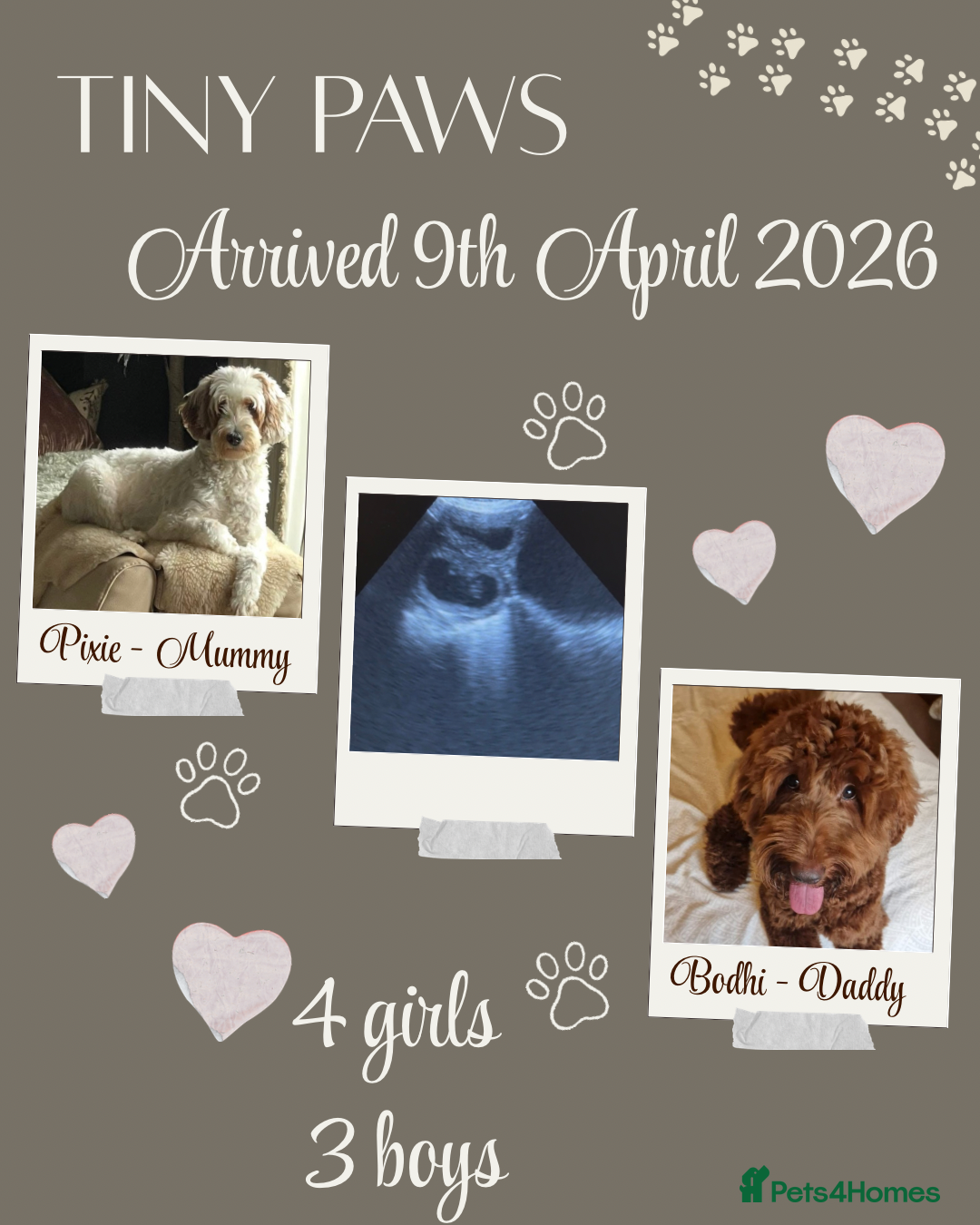 Australian Labradoodle dogs Arrival 100% Pure bred Australian Labradoodle  - Advert 1
