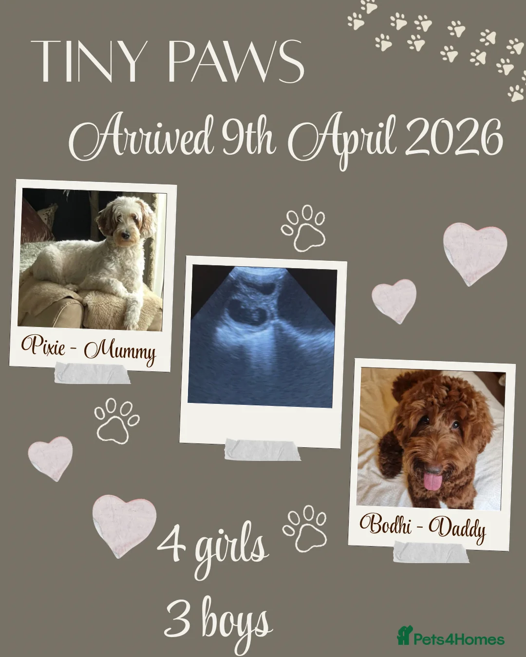Australian Labradoodle dogs for sale: Arrival 100% Pure bred Australian Labradoodle  - Advert 1