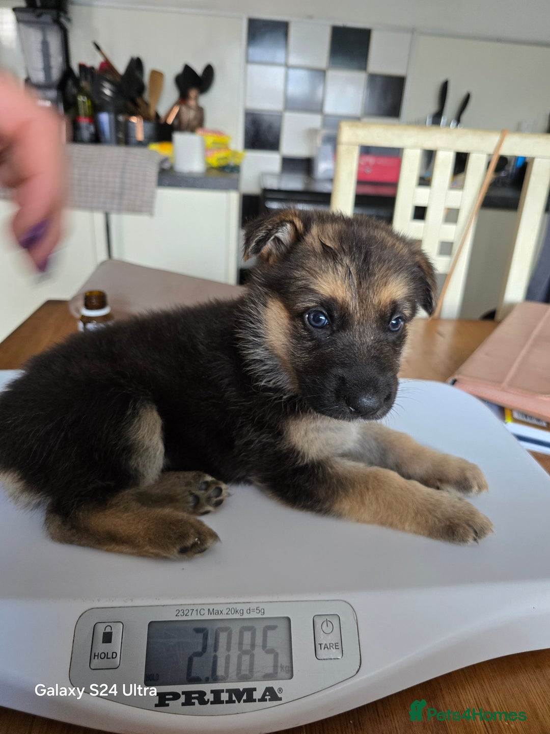 German Shepherd dogs for sale: German Shepard KC Reg Puppies in Scunthorpe - Image 26