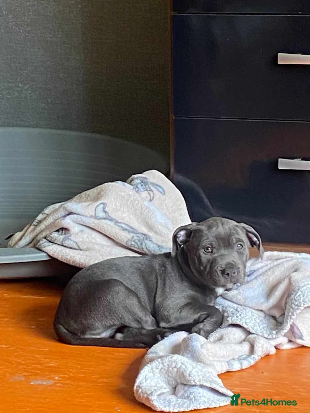 Staffordshire Bull Terrier dogs for sale: Blue boy in Cardiff - Advert 6