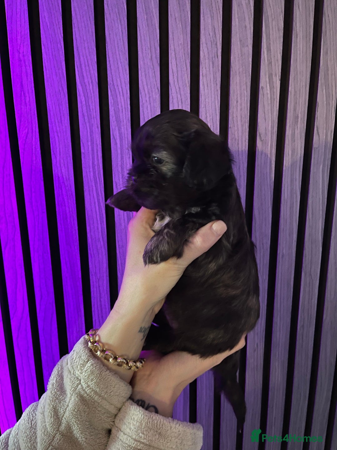 Mixed Breed dogs for sale: Beautiful Shih Tzu X Maltese pups  - Advert 14