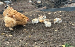 Chickens poultry for sale: Hybrid pekin bantam hen WITH 6 unsexed chicks  - Image 8