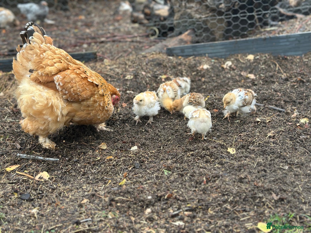 Chickens poultry for sale: Hybrid pekin bantam hen WITH 6 unsexed chicks  - Image 8