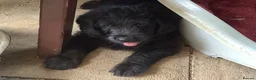 Labradoodle dogs for sale: Toy Labradoodle  - Advert 35