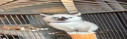 Ragdoll cats for sale: 2 beautiful ragdoll cross girls  - Advert 3