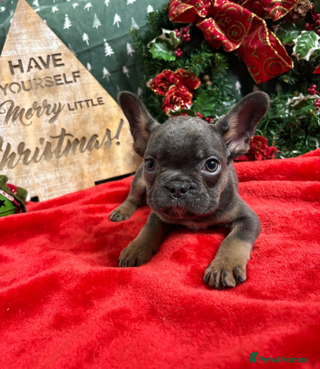 French Bulldog dogs for sale: French Bulldog Gorgeous Colours Available - Advert 8
