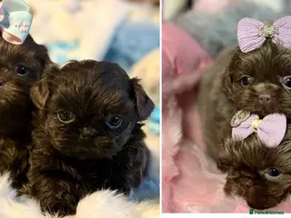 Shih Tzu dogs HEALTH TESTED KC Reg Female - Advert 2