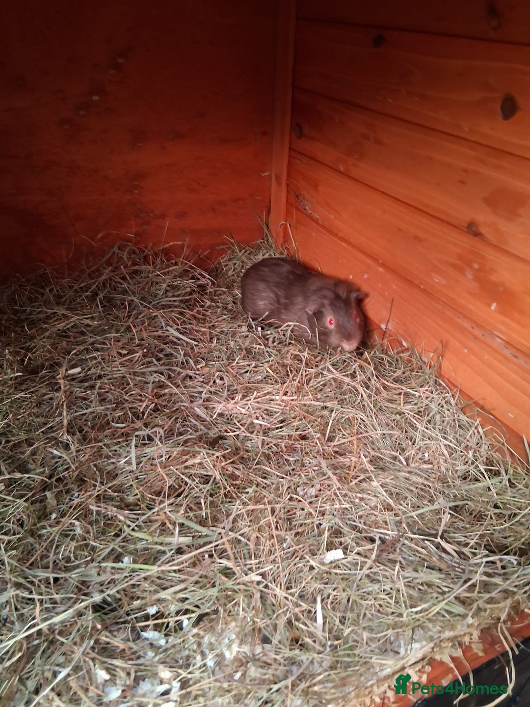 Guinea Pig rodents for sale: 11 baby guinea pigs for sale - Advert 4