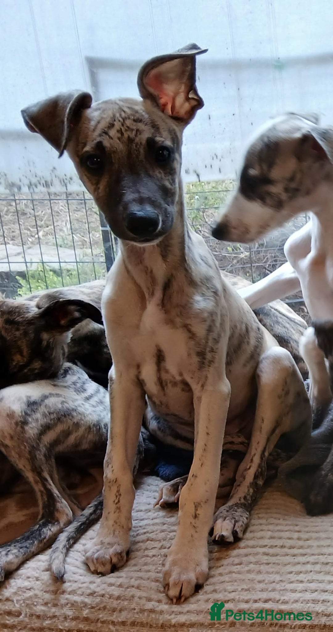 Whippet dogs for sale: 5 glorious KC boys ready now. KC Sire heart tested - Advert 4