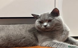 British Shorthair cats for sale: Beautiful Chunky British Shorthair Kittens Pure - Image 14