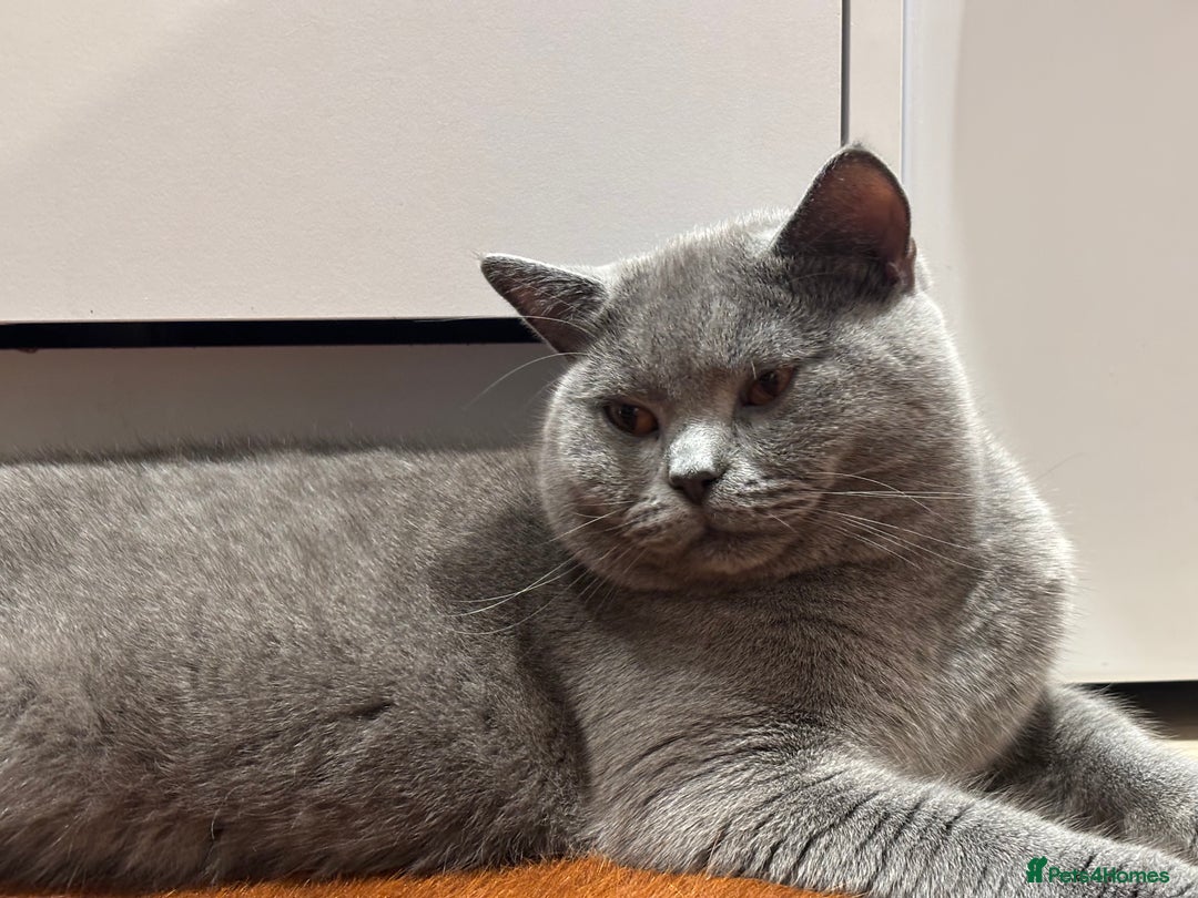 British Shorthair cats for sale: Beautiful Chunky British Shorthair Kittens Pure - Image 14