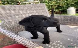 Labrador Retriever dogs for sale: KC registered working fieldtrial Labrador puppies  - Image 17