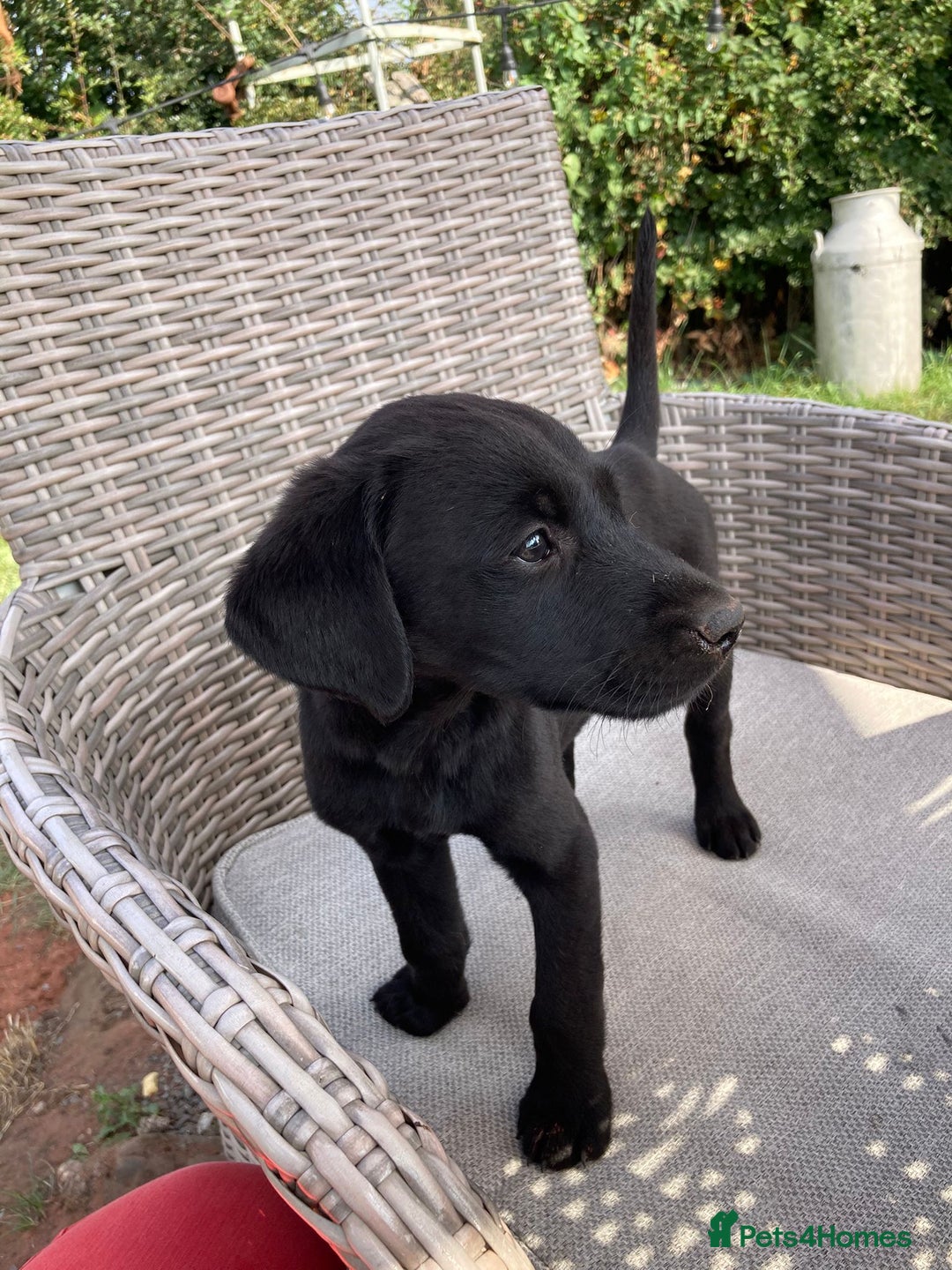 Labrador Retriever dogs for sale: KC registered working fieldtrial Labrador puppies  - Image 17