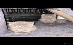 British Shorthair cats for sale: Beautiful Blue British Shorthair Kittens - Image 12