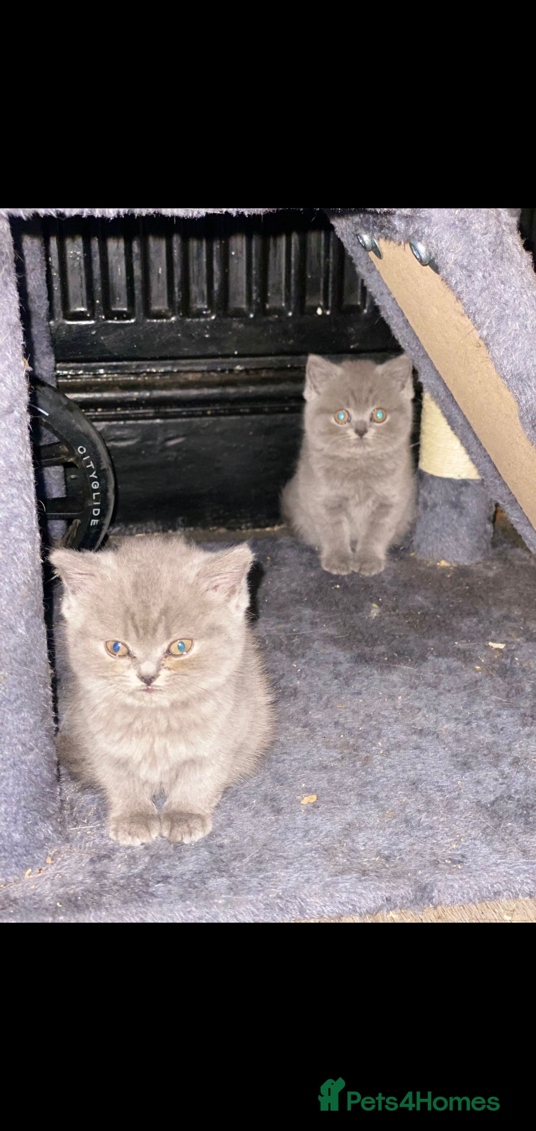 British Shorthair cats for sale: Beautiful Blue British Shorthair Kittens - Image 12