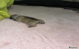 French Bulldog dogs for sale: 7 beautiful male French bull dog pups - Image 23
