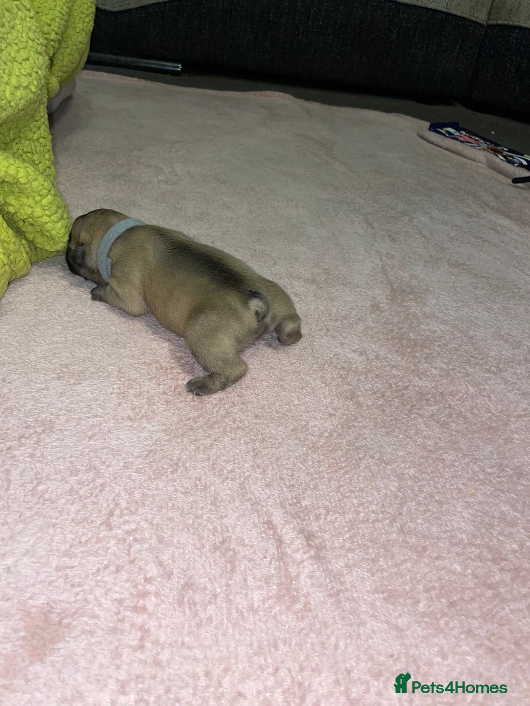 French Bulldog dogs for sale: 7 beautiful male French bull dog pups - Image 23