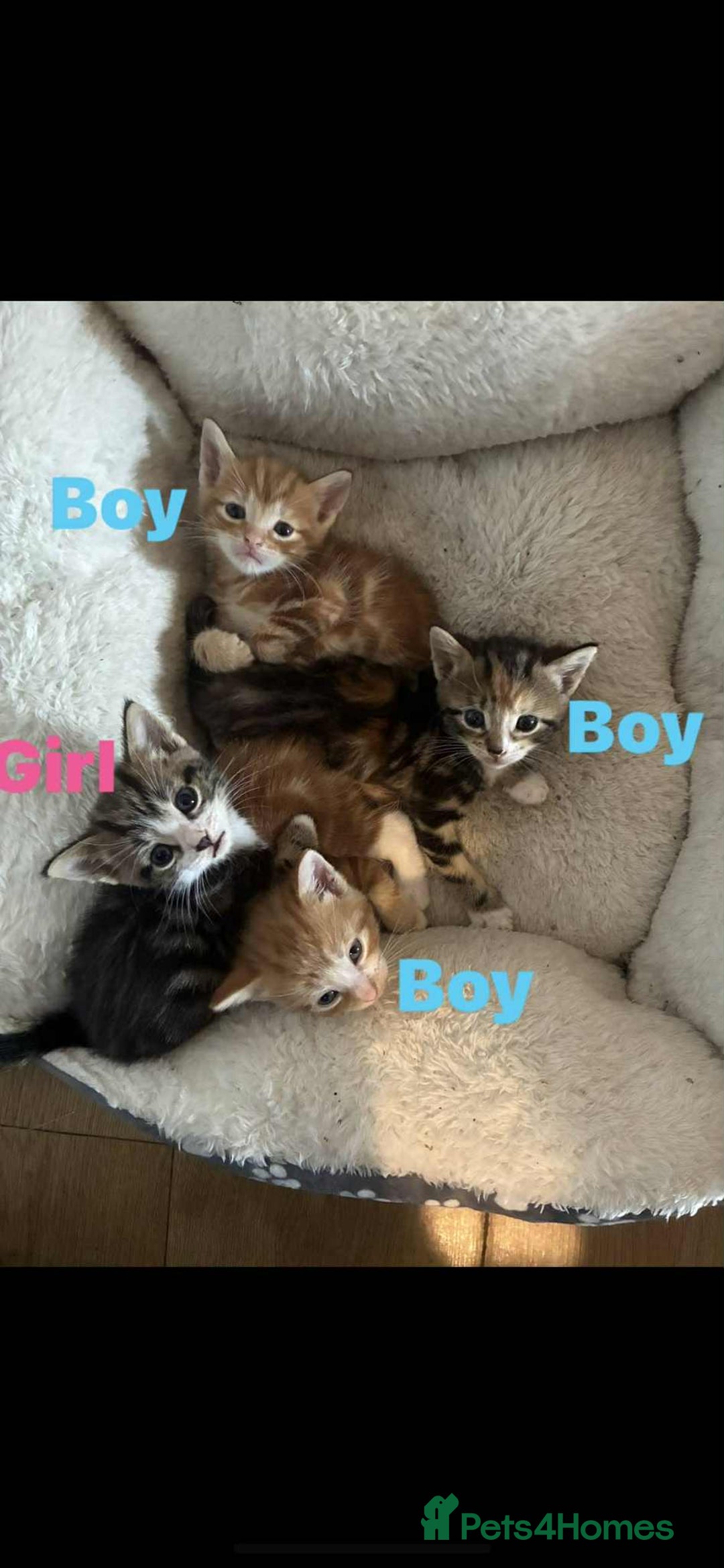 Domestic Shorthair cats for sale: Beautiful tabby kittens available - Advert 1
