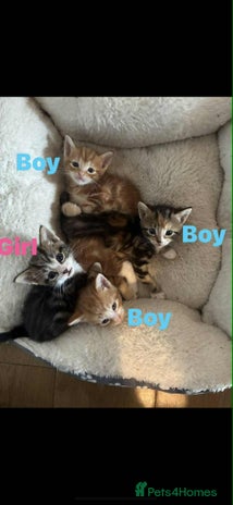 Domestic Shorthair cats Beautiful tabby kittens available - Advert 1