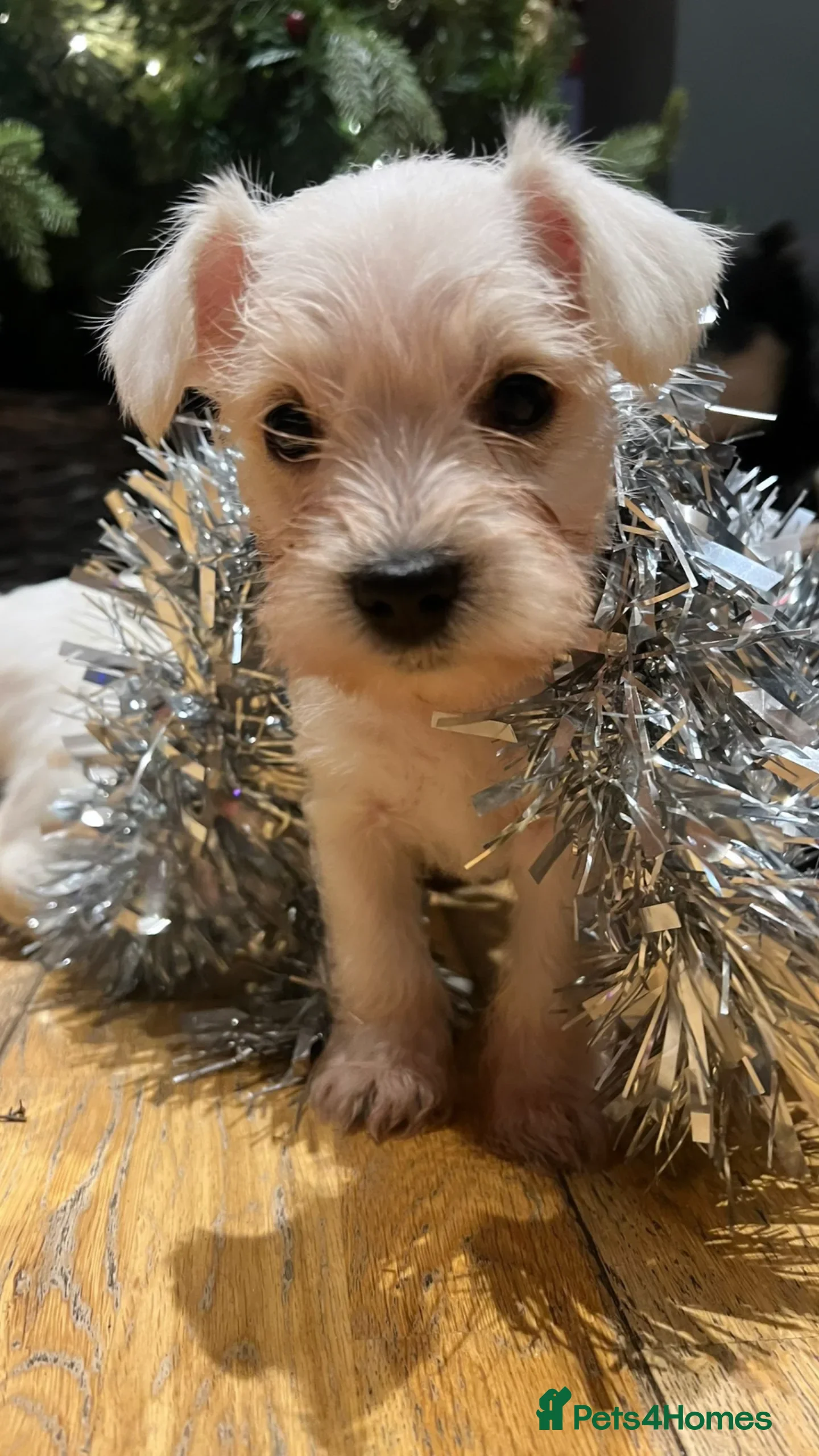 Miniature Schnauzer dogs Stunning miniature schnauzers kc registered - Advert 2