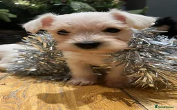 Miniature Schnauzer dogs for sale: Stunning miniature schnauzers  - Advert 4