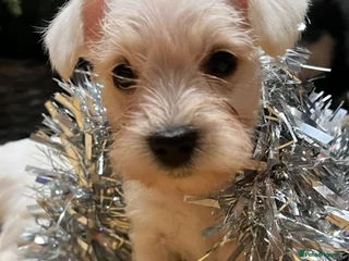 Miniature Schnauzer dogs Stunning miniature schnauzers kc registered - Advert 2