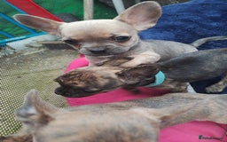 Mixed Breed dogs for sale: Frenchie x chihuahua puppies  - Image 10