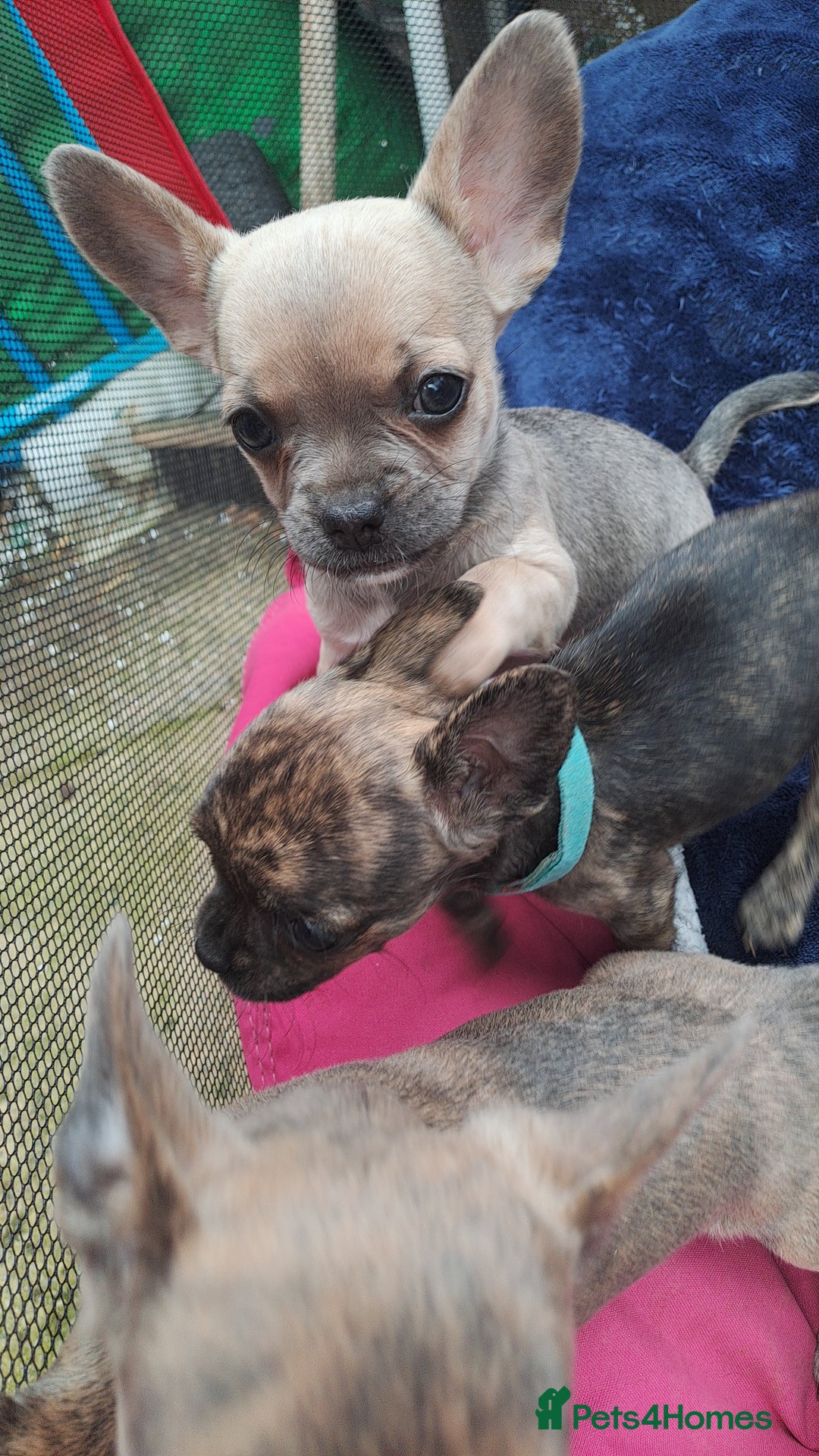 Mixed Breed dogs for sale: Frenchie x chihuahua puppies  - Image 10