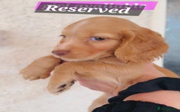 Cocker Spaniel dogs for sale: Cockerspaniel fox red stunning puppies 🐶  - Image 30