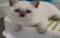 British Shorthair cats for sale: Chunky Pedigree British short hair kittens *ready* - Image 5