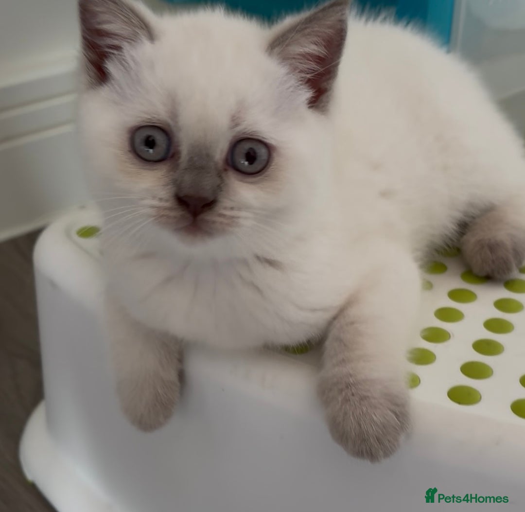 British Shorthair cats for sale: Chunky Pedigree British short hair kittens *ready* - Image 5