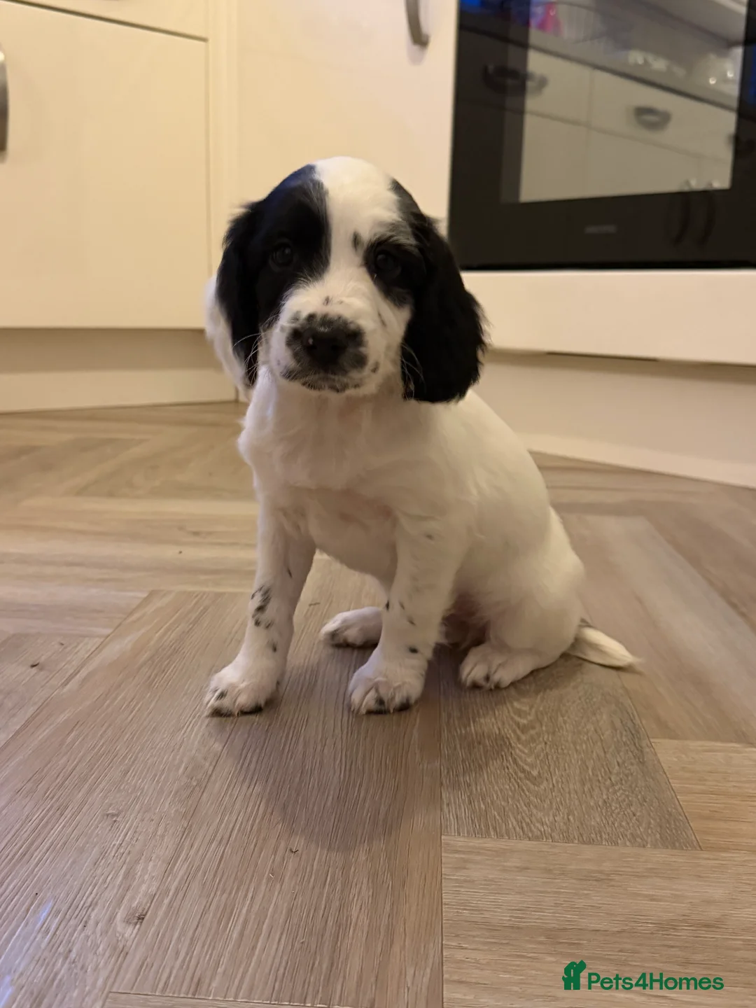 English Springer Spaniel dogs for sale: English Springer Spaniel puppies  - Advert 7