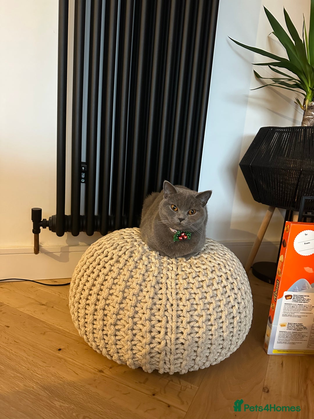British Shorthair cats for sale: BSH kittens for sale - SOLD - Image 10