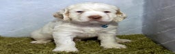 Clumber Spaniel dogs for sale: Pedigree KC Clumber Spaniel Puppies - Advert 8