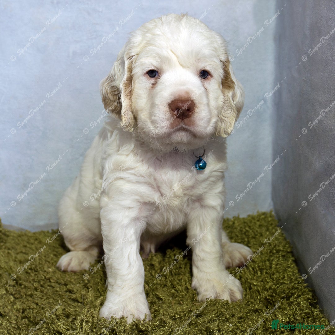 Clumber Spaniel dogs for sale: Pedigree KC Clumber Spaniel Puppies - Advert 8