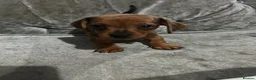 Miniature Dachshund dogs for sale: Tiny MINATURE red dapple Dachund Bitch in Bishop Auckland - Advert 4