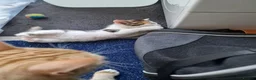 Mixed Breed cats for sale: Very Cute Calico Girl - Advert 36