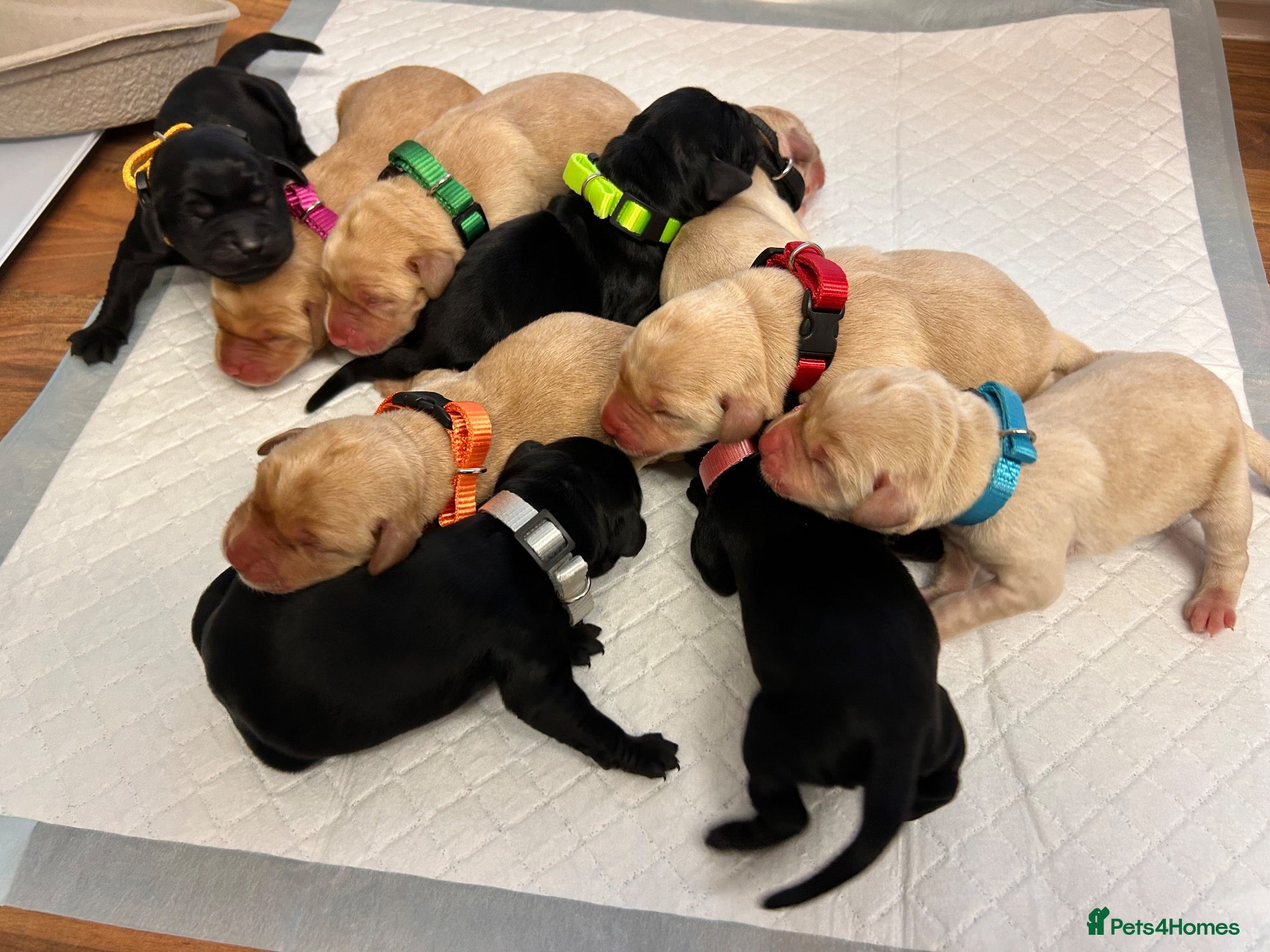 Labrador Retriever dogs for sale: Kennel Club (KC) Registered puppies 🐾🐾 - Advert 5