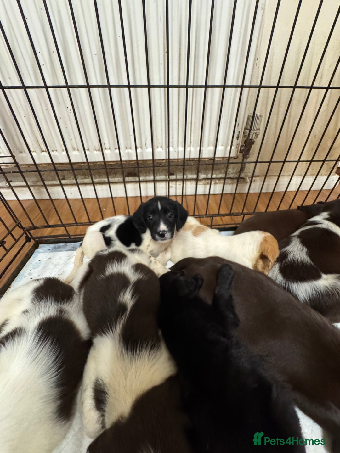Springador dogs for sale: 9 Beautiful Springador Puppies - Image 16